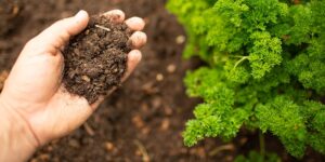 will pennies on soil keep grubs away from plants