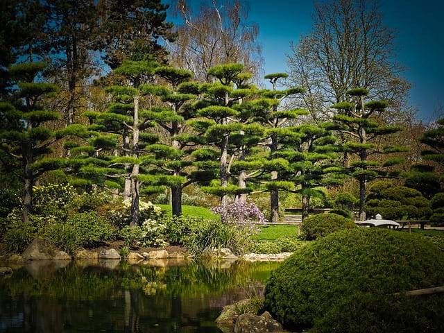 Cedar Garden Beds