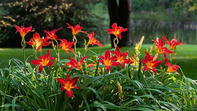 coit tower daylily
