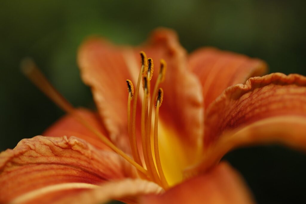coit tower daylily