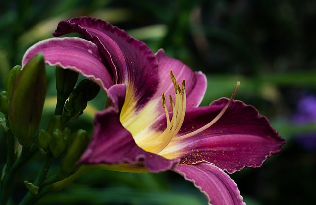 coit tower daylily