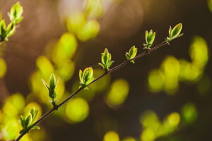 Growing Sprouts