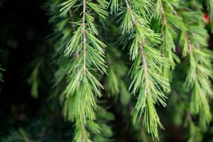 Cedar Garden Beds