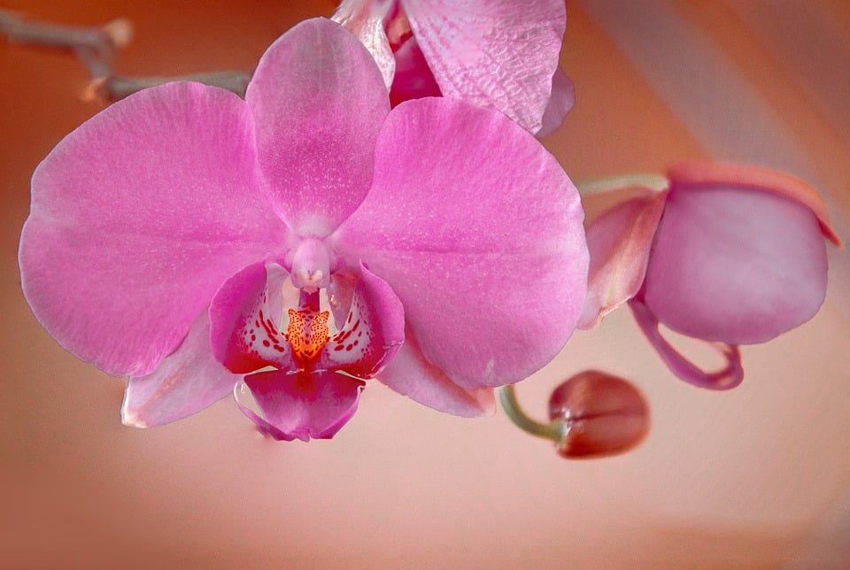 Light does an Orchid Need