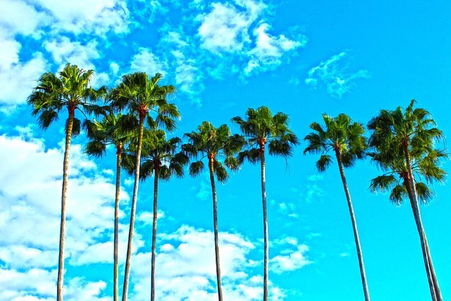 Plants Make Good Short Hedges in Florida