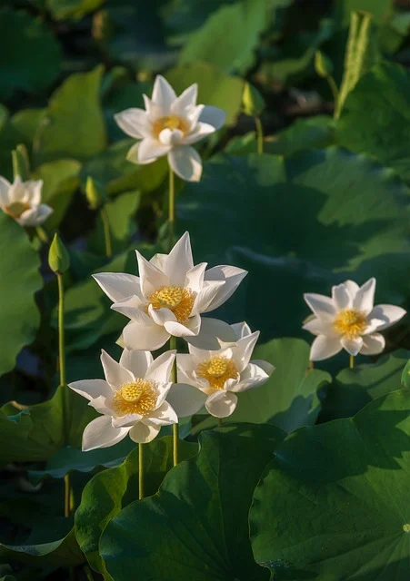 danner lee aquatic plants